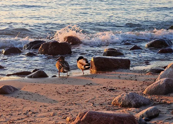 Roza Wiatrow 45b Z Duzym Tarasem Debina (Ustka)